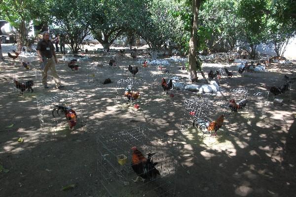 Los 238 gallos de pelea se exponen durante la subasta en la finca María Linda, Guanagazapa, Escuintla. Los gallos de cabeza blanca —inserto— son los más finos, pero no se vendieron.