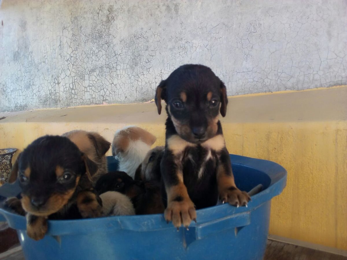 Cachorros que recientemente rescató los tiene disponible para darlos en adopción. (Foto Prensa Libre: Cortesía)