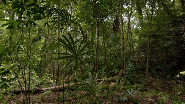 Los arqueólogos excavaron sitios mayas cubiertos por la vegetación de la jungla. Foto: Wild Blue Media/Channel 4/National Geographic