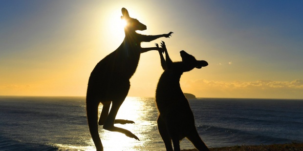 Las autoridades australianas han tomado medidas contra los canguros, por amenazar las fuentes de agua y comida de la población, debido a la sequía. (Foto Prensa Libre: EFE)