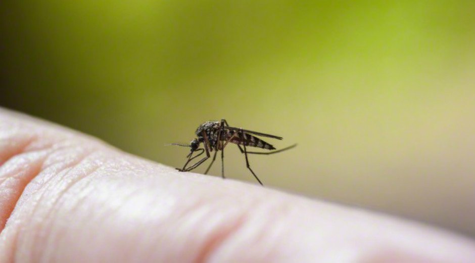 El mosquito Aedes aegypti es el transmisor del dengue, enfermedad que ya cobró la vida de dos niñas en el IGSS. (Foto Prensa Libre: Hemeroteca PL)
