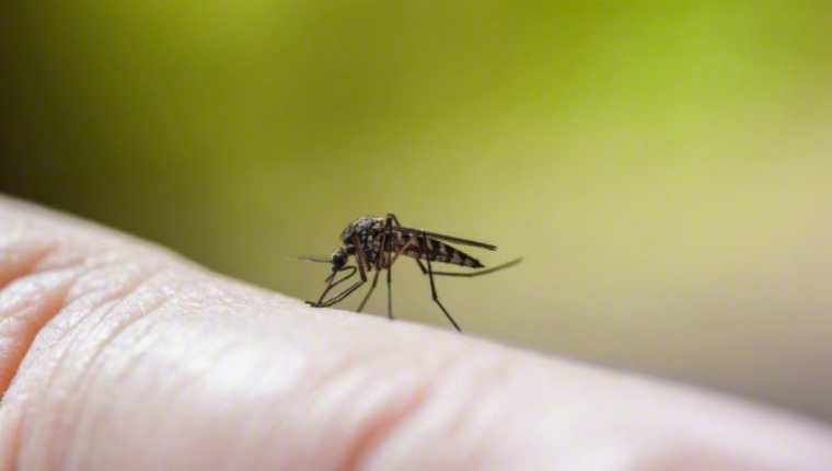 El mosquito Aedes aegypti es el transmisor del dengue, enfermedad que ya cobró la vida de dos niñas en el IGSS. (Foto Prensa Libre: Hemeroteca PL)