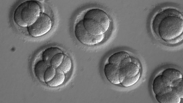 Estos embriones humanos fueron modificados con la técnica CRISP. (OHSU)