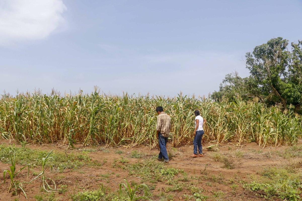 Familias pobres tienen pérdidas de su cosechas y está en riesgo su seguridad alimentaria. (Foto Prensa Libre: Hemeroteca PL)