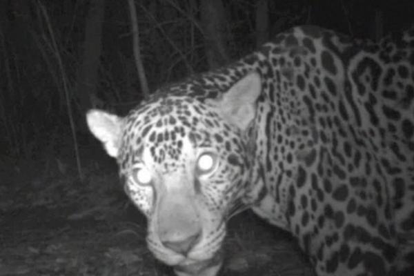 Jaguares son vistos en la Reserva de la Biósfera Maya. (Foto Prensa Libre: CONAP)
