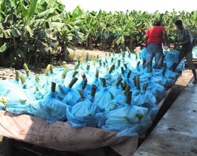 Persiste caída de precios de banano, café, azúcar y hule