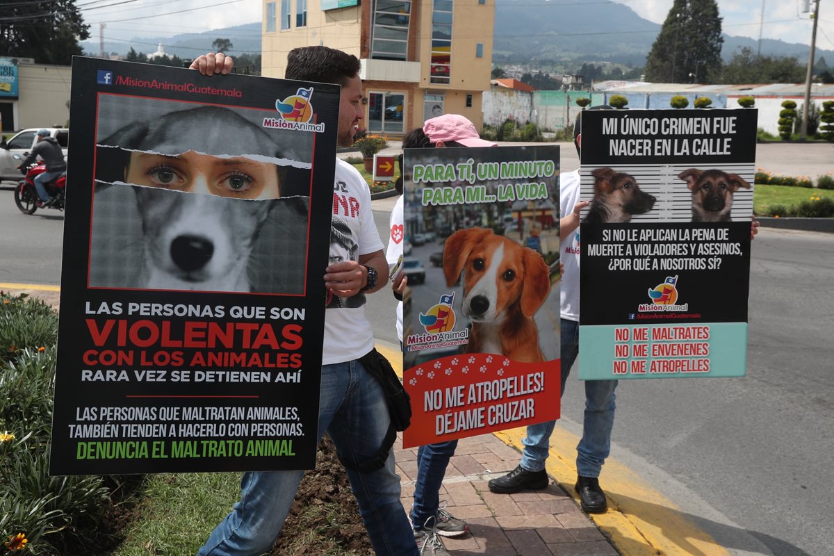Asociación Misión Animal muestra los mensajes de su campaña en la rotonda de la avenida Las Américas en Xela. (Foto Prensa Libre: Fred Rivera) 