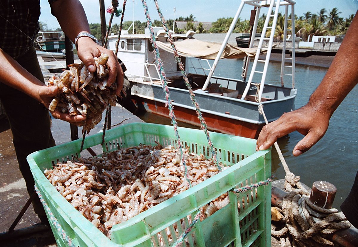 El comercio exterior de camarón fue afectado con la medida. (FOTO PRENSA LIBRE: ROSANA ROJAS)