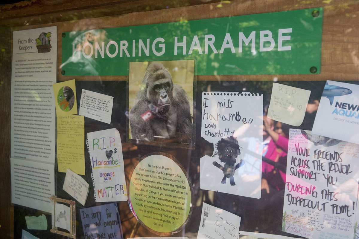 Un mural en memoria del gorila "Harambe" en el zoológico de Cincinnati, EE. UU. (Foto Prensa Libre: AP).