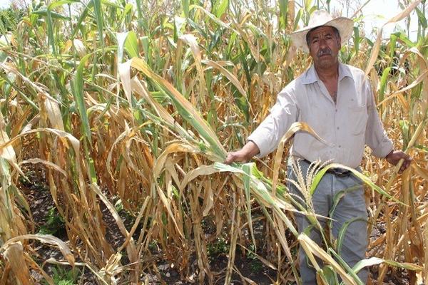 Agricultor de  Oratorio, Santa Rosa, muestra daños en maizales. (Foto Prensa Libre: Oswaldo Cardona)