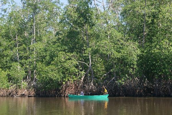 el  Manchón Guamuchal de Retalhuleu es uno de los humedales  más ricos de la región centroamericana, y está desprotegido por la  ley.