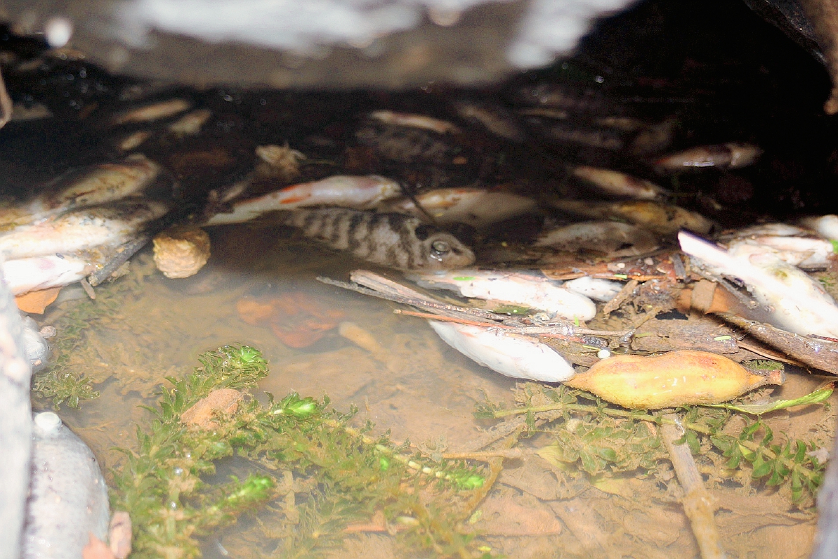 Considerable cantidad de varias especies de peces se encuentran muertas en río La Mora, Masagua, Escuintla. (Foto Prensa Libre: Melvin Sandoval) )