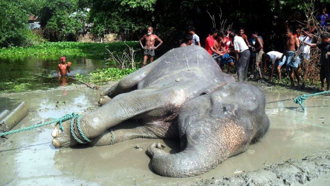 Los locales acudieron al rescate del elefante después de que lo vieron caer al agua. AFP