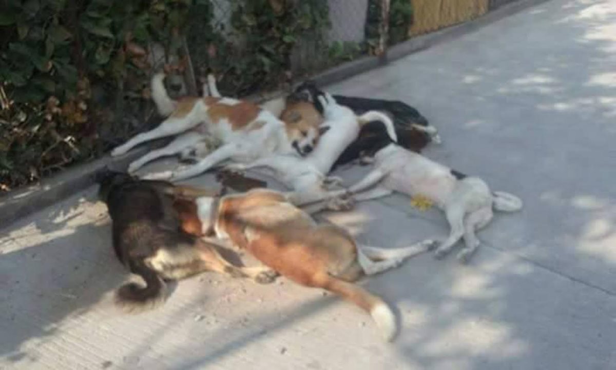 Varios perros callejeros aparecieron en las calles de San Marcos la Laguna. (Foto Prensa Libre)