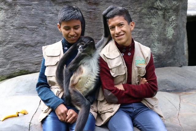 Los visitantes del Zoológico Minerva, en Quetzaltenango, pueden acariciar, darles de comer o abrazar a los monos araña. (Foto Prensa Libre: María José Longo)