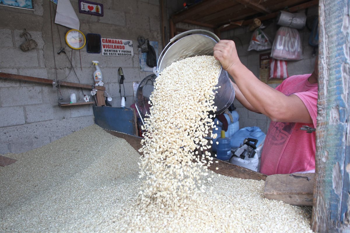 Contingente de maíz blanco en Guatemala