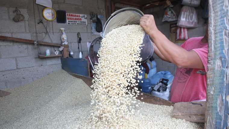Contingente de maíz blanco en Guatemala