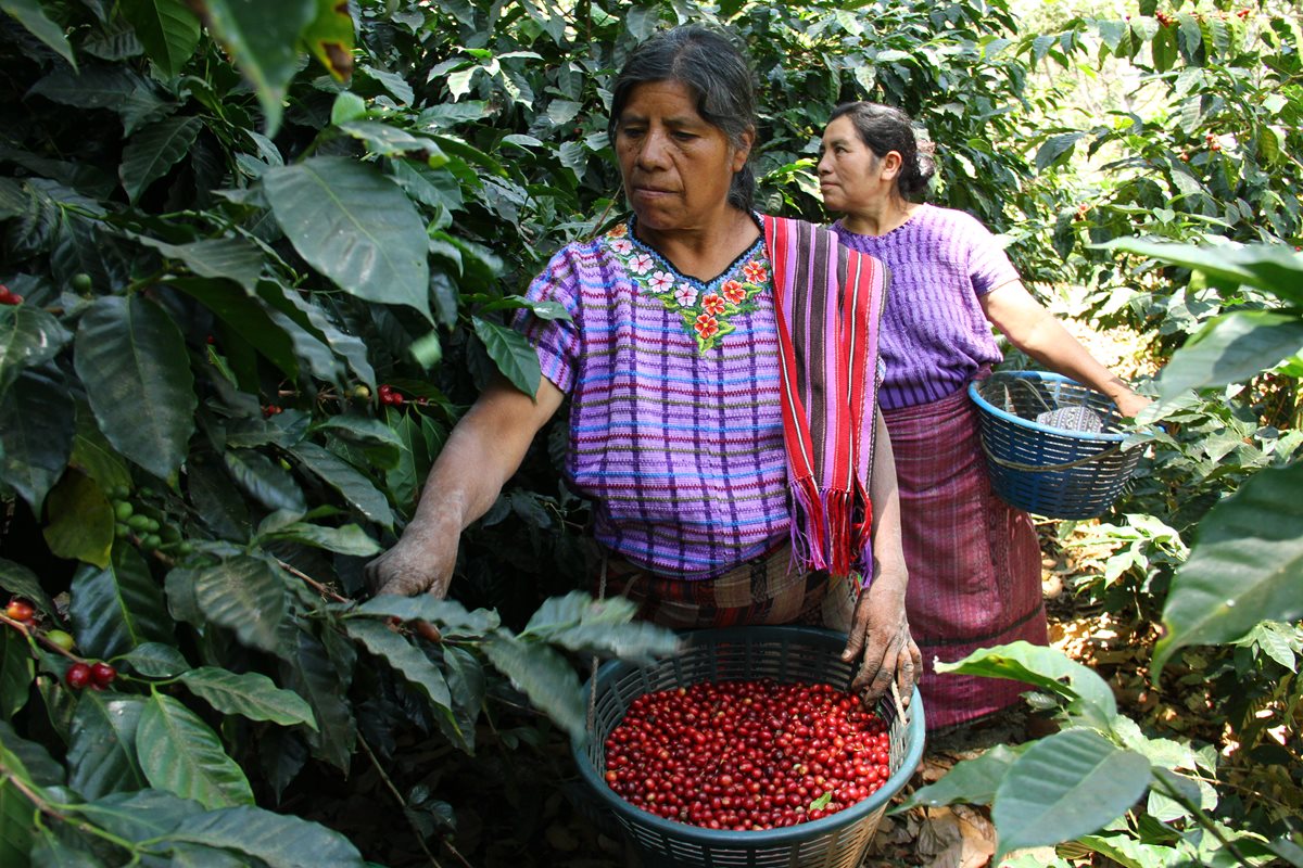 Los productores de café proponen cambiar el 50% de las plantaciones actuales para introducir una variedad más resistente a la roya y que tenga mayor productividad. (Foto Prensa Libre: Anacafé)