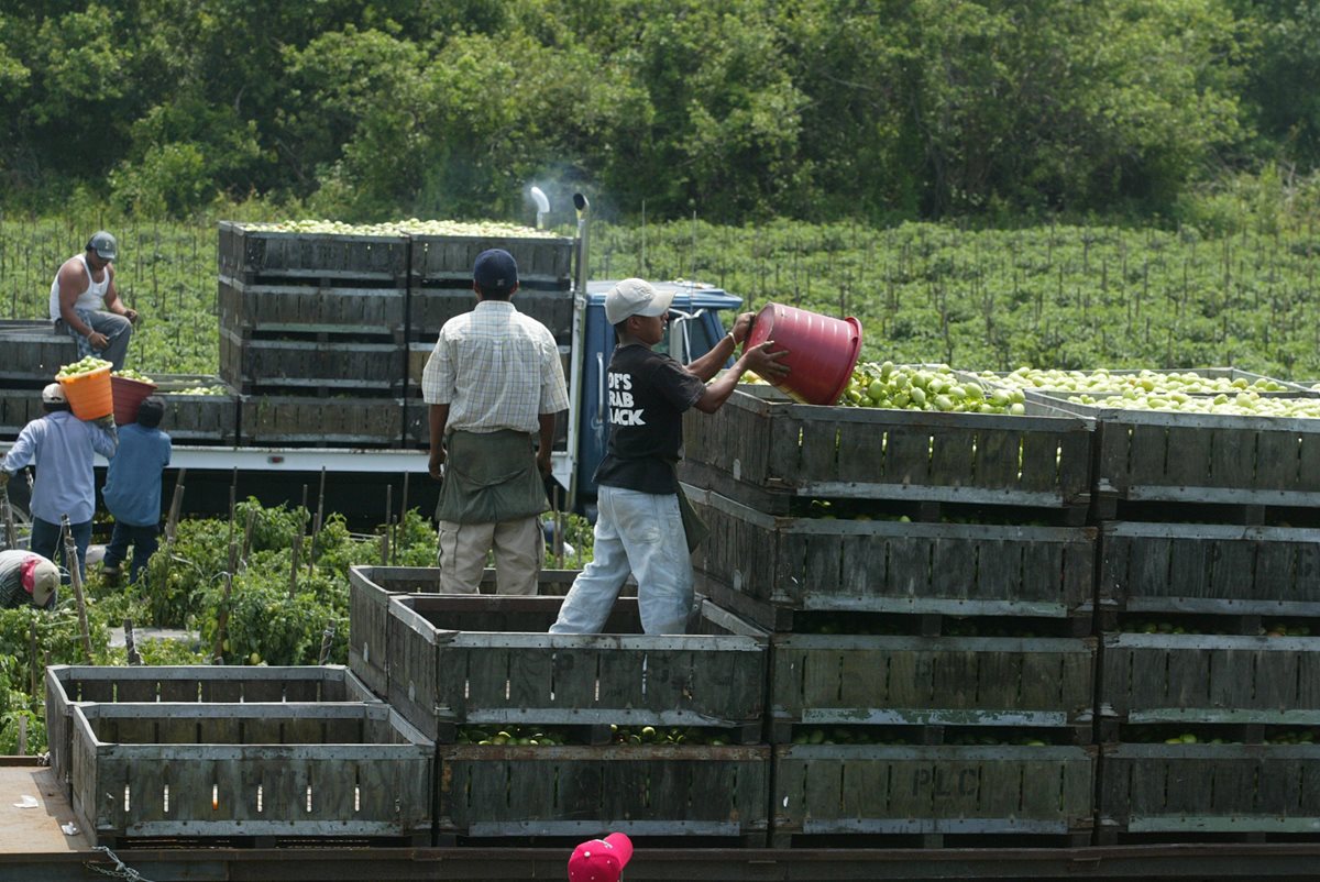 California es el estado donde más guatemaltecos viven, pero la mayoría es indocumentada. (Foto Prensa Libre: Hemeroteca PL)