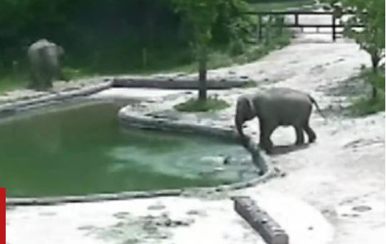 Cámara capta emocionante salvamento. (BBC Mundo)