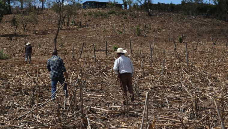 Muchas de las familias del Corredor Seco en Centroamérica incluyendo Guatemala son productores de subsistencia. (Foto, Prensa Libre: Hemeroteca PL).