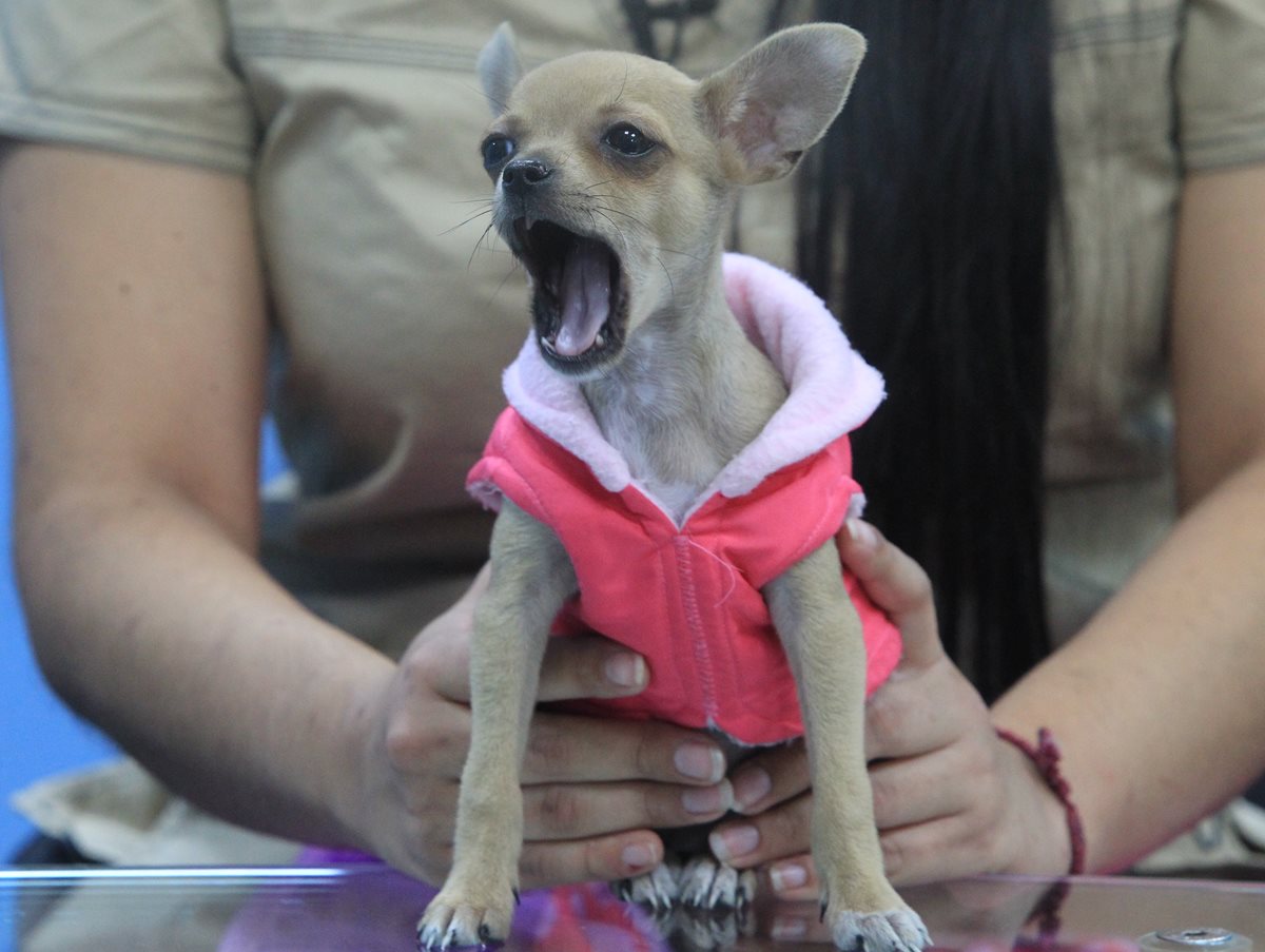 La limpieza de la cavidad bucal ayuda a evitar enfermedades cardiacas en perros y gatos, y comportamientos atípicos. (Foto Prensa Libre: Esbin García)