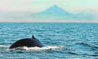 Para el avistamiento de ballenas es necesarios adentrarse en el mar. (Foto Hemeroteca PL)
