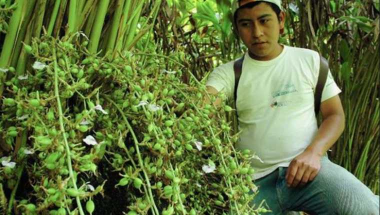 El cardamomo producido en Guatemala se exporta a diversos países como a Estados Unidos, a países de Europa y del Medio Oriente. (Foto Prensa Libre: Hemeroteca)
