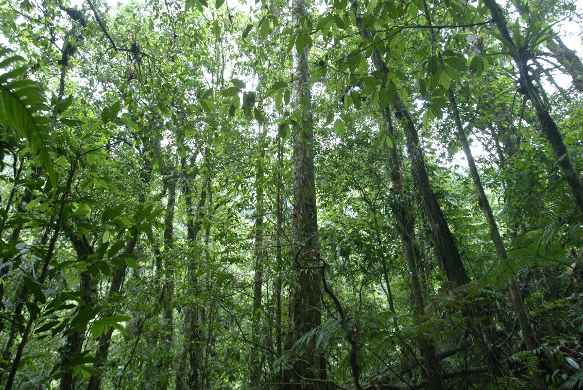 Programas del PINFOR Y PINPET caducarán en el 2016. (Foto Prensa Libre: Hemeroteca PL)