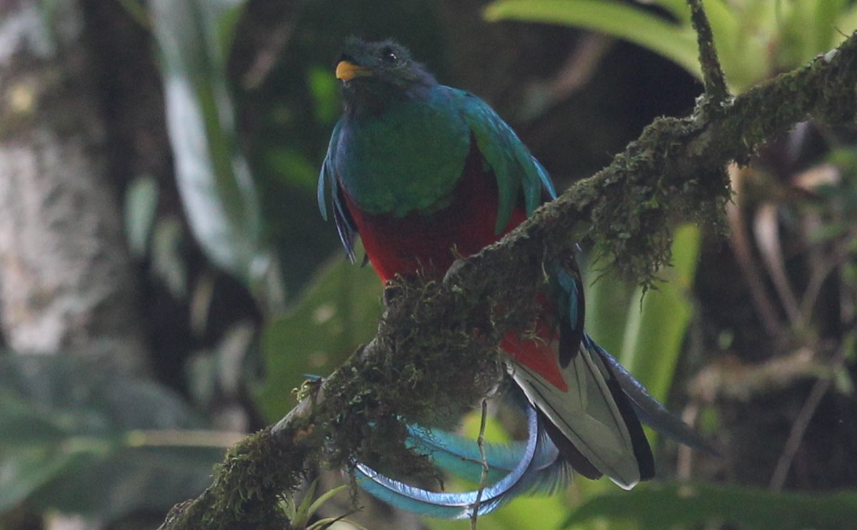 El Quetzal en su hábitat natural en el Biotopo del Quetzal en Purulhá, Baja Verapaz. (Foto: Hemeroteca PL)