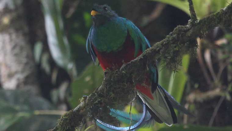 El Quetzal en su hábitat natural en el Biotopo del Quetzal en Purulhá, Baja Verapaz. (Foto: Hemeroteca PL)