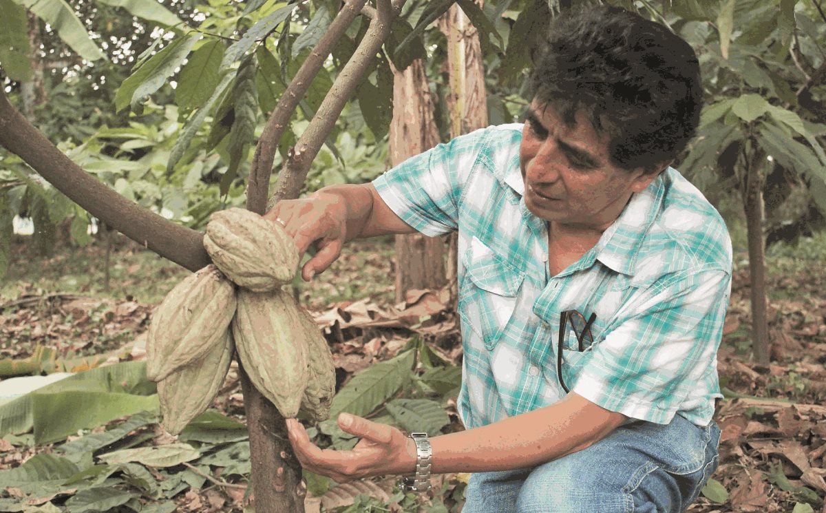El cacao guatemalteco goza de fama en el mundo por su buena calidad. (Foto Prensa Libre: Hemeroteca PL)