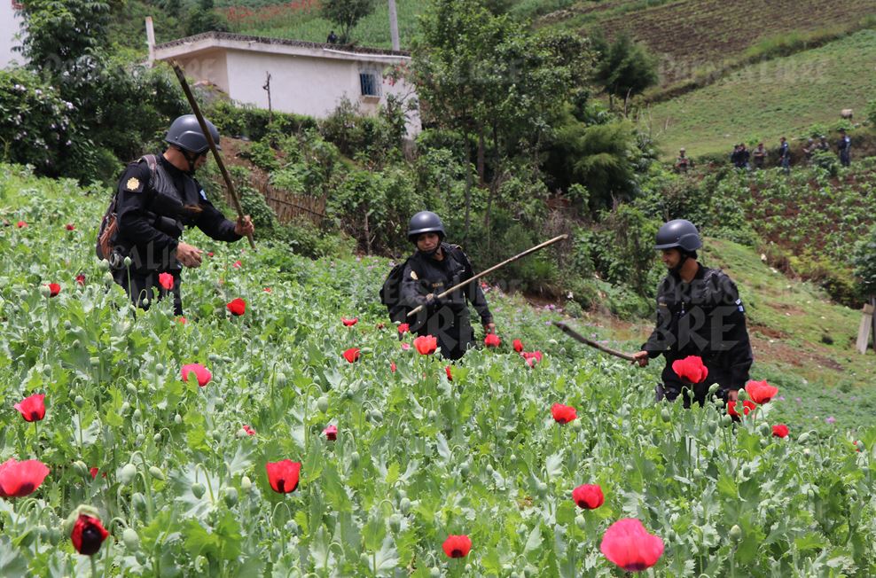 Más de 200 agentes antinarcóticos participan en la  erradicación de amapola, en Ixchiguán y Tajumulco, San Marcos. Los pobladores dicen que siembran la planta por necesidad. (Foto Prensa Libre: E. Paredes)