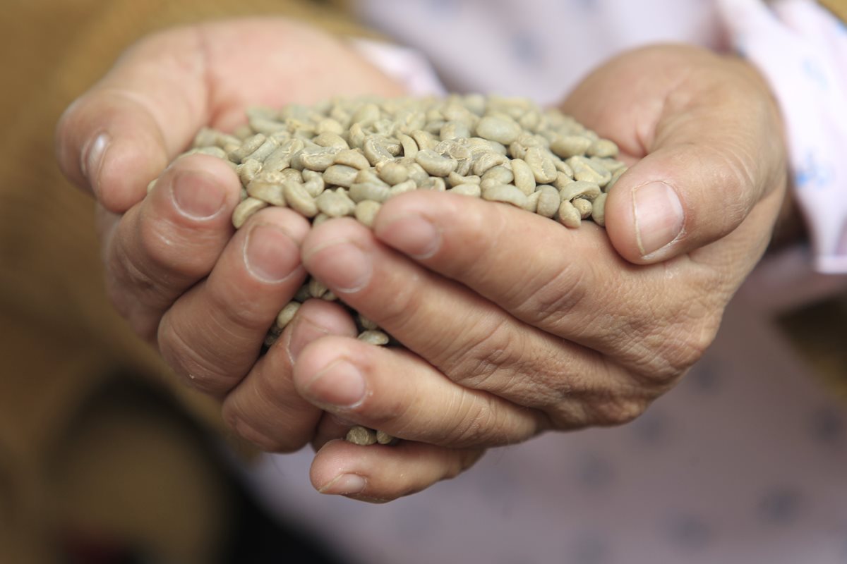 En las ocho regiones de Guatemala se cultiva café. (Foto Prensa Libre: Carlos Hernández)