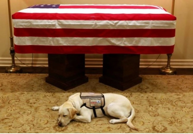 Sully, el perro de servicio que trabajó para el fallecido expresidente George H. W. Bush (1989-1993), descansa junto al féretro de Bush padre en Houston, Texas. (Foto Prensa Libre: EFE)