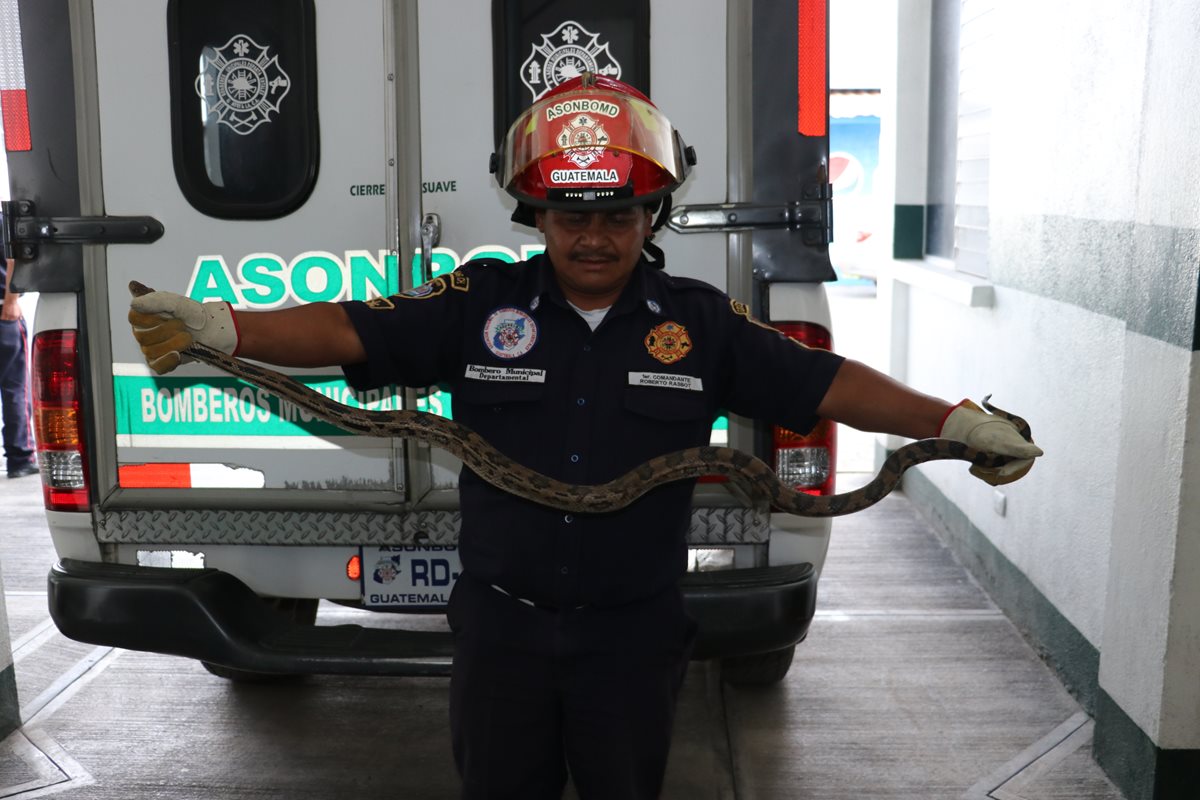 Socorrista muestra la serpiente de 1.25 metros de largo que fue atrapada en La Pinada II, zona 3 de El Tejar, Chimaltenango. (Foto Prensa Libre: Víctor Chamalé)