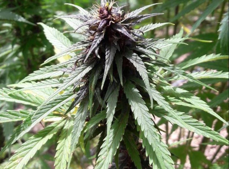 Marihuana morada incautada en un poblado de Totonicapán. (Foto: PNC)
