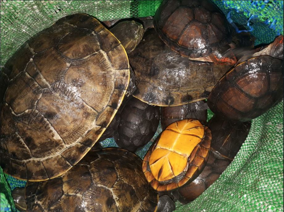 Rescatan a 25 tortugas y tres lagartos en un bus que ingresaba a Xela desde la Costa Sur