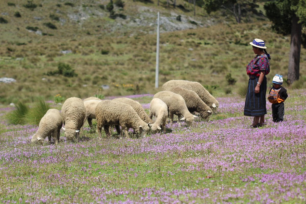 Una mujer cuida de un rebaño junto a su hijo, en Todos Santos Cuchumatán, Huehuetenango. (Foto Prensa Libre: Mike Castillo)