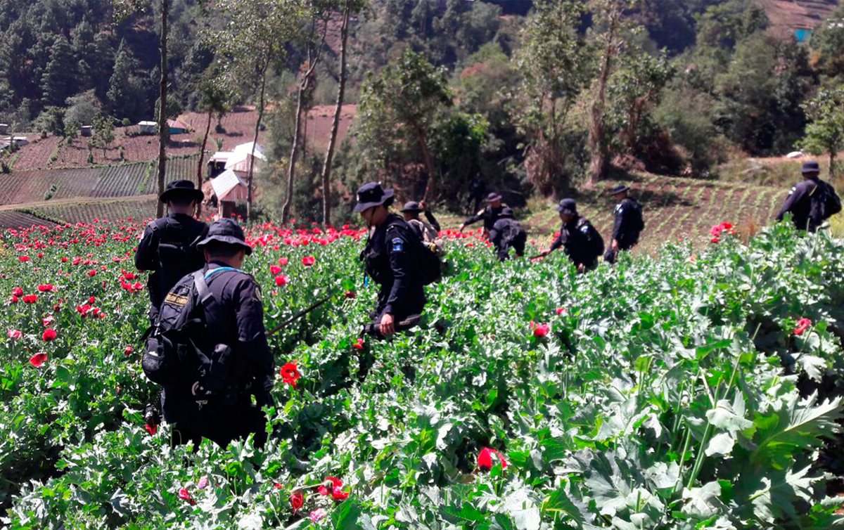Agentes de la Policía Nacional Civil participan en la erradicación de amapola. (Foto Prensa Libre: Whitmer Barrera)