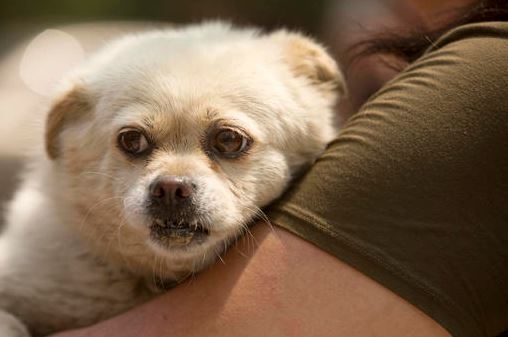 Una pareja en EE. UU.  tenía en su vivienda 276 perros y es acusada por crueldad animal