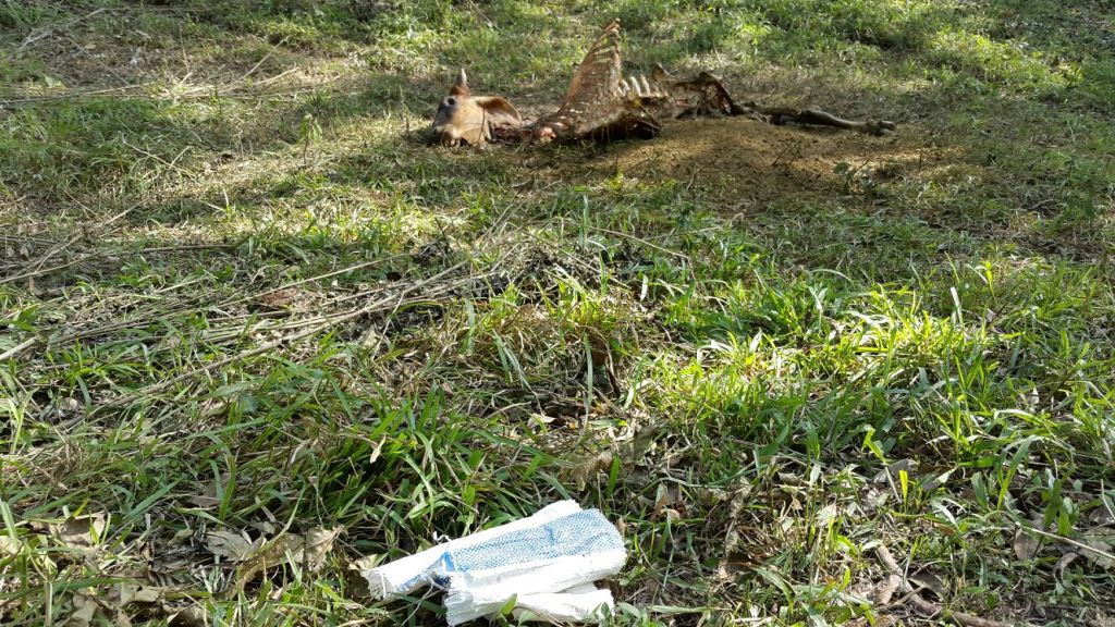Solamente la cabeza y esqueleto de una res dejaron abandonados presuntos cuatreros en Olopa, Chiquimula. (Foto Prensa Libre: Edwin Paxtor).