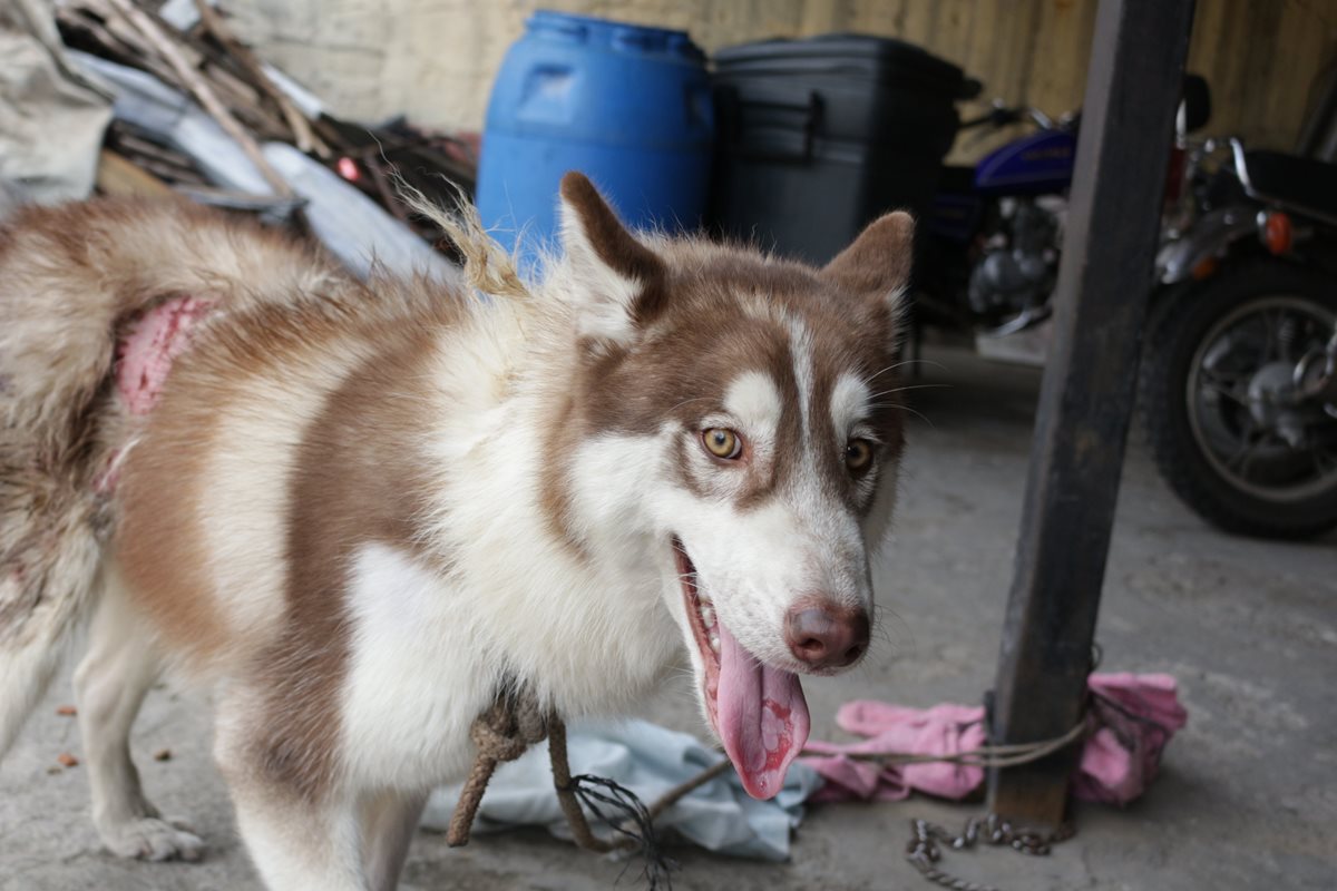 Locky se recupera en un hospital veterinario en Mixco. (Foto Prensa Libre: Unidad de Bienestar Animal del Maga).