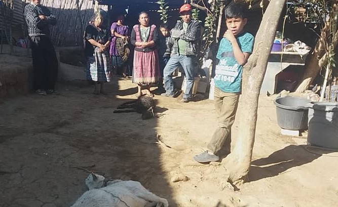 Vecinos de San Andrés Itzapa, Chimaltenango, están alarmados por la muerte de dos cabras. (Foto Prensa Libre: Cortesía)
