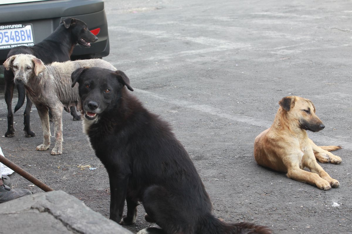 Perros callejeros captados en la ciudad. (Foto Prensa Libre: Hemeroteca PL)