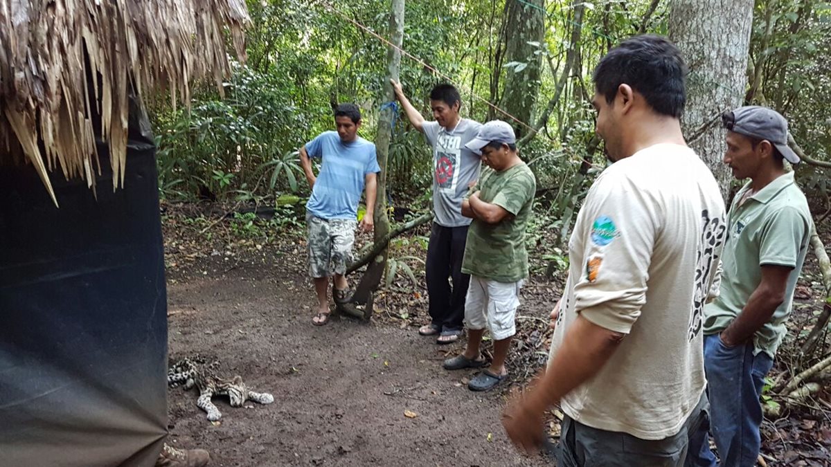 Guardarrecursos observan al animal muerto en Petén. (Foto Prensa Libre: Rigoberto Escobar)