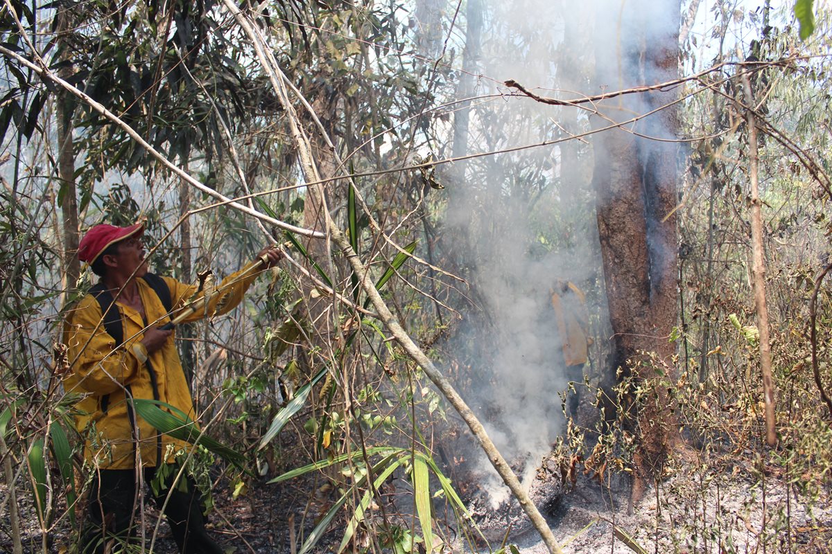 En Petén se ha declarado alerta amarilla. Bomberos forestales efectúan la extracción de plantas secas como medida para prevenir los incendios. (Foto Prensa Libre: Rigoberto Escobar)