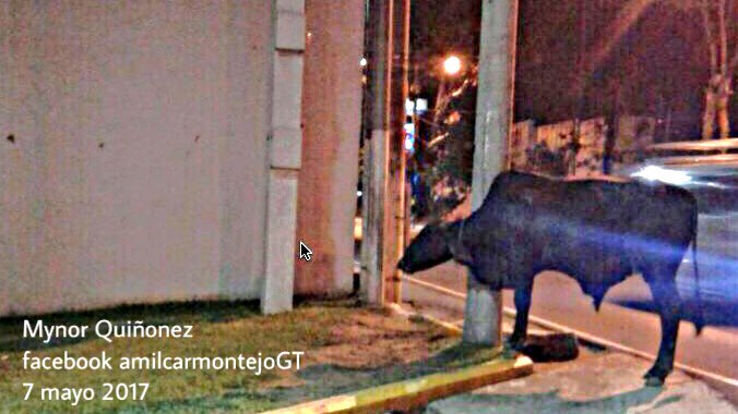 Una de las reses que escapó de un camión en la ruta al Atlántico y complica el tránsito. (Foto Prensa Libre: Facebook Amílcar Montejo)