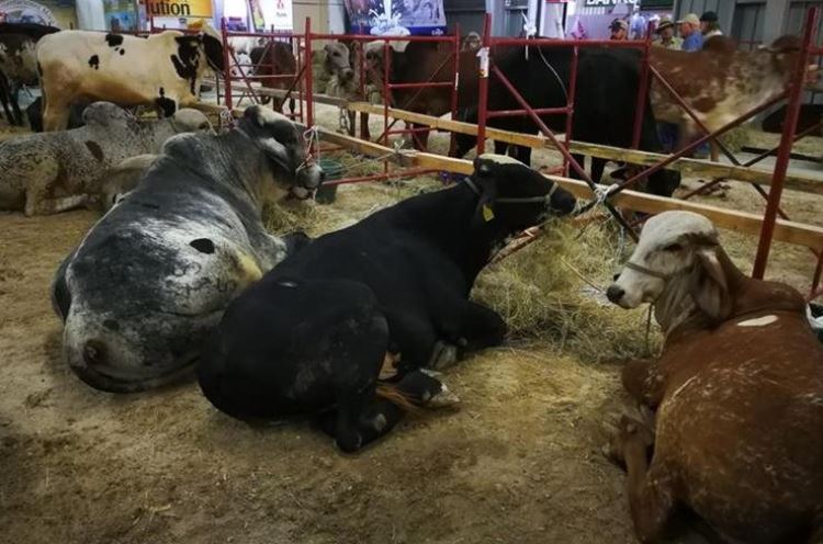 Durante la Semana del Ganadero y Expoleche se exhibirán diferentes tipos de ganado tanto local como internacional. (Foto Prensa Libre: Hemeroteca)