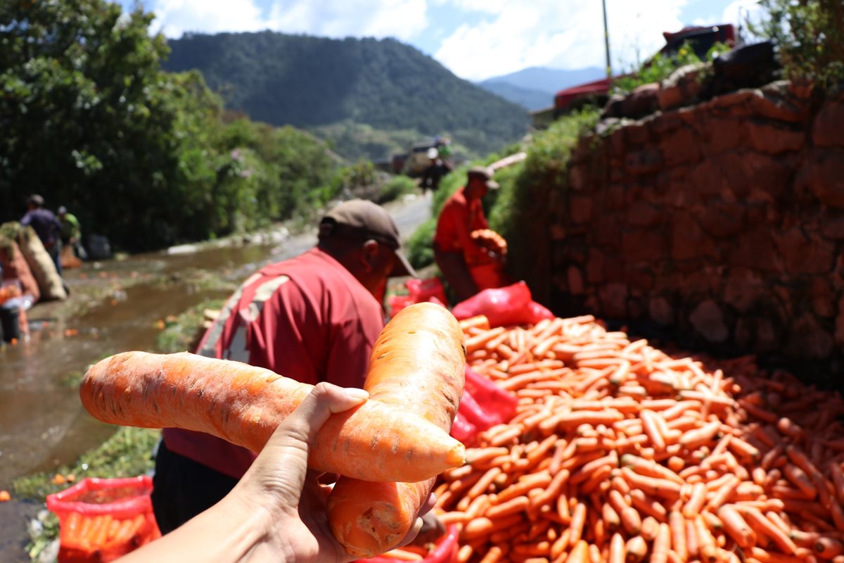 El agricultor Juan Carlos García muestra las zanahorias de 25 centímetros que se cultivan en Almolonga. (Foto Prensa Libre: María Longo)